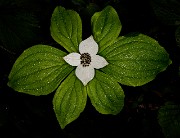 Cornus alaskchensis 20-9718